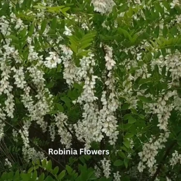 Robinia Flowers