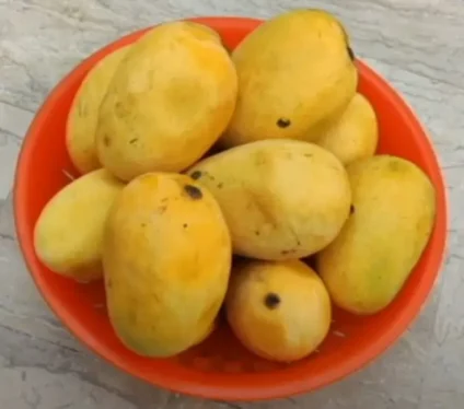 Ripened Mangoes